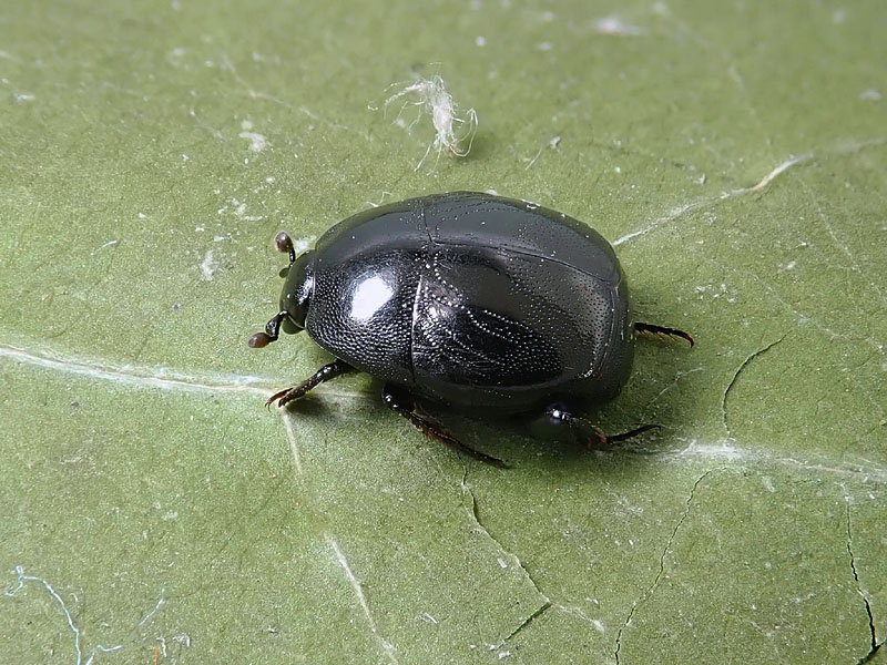 Histeridae: Saprinus semistriatus